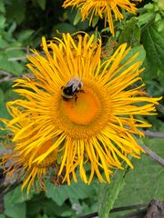 Blüte am Berghang