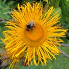 Blüte am Berghang