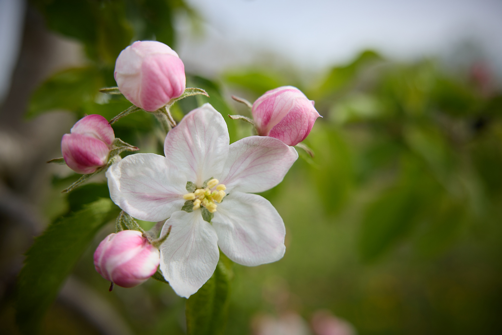 Blüte am Bodensee