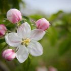 Blüte am Bodensee