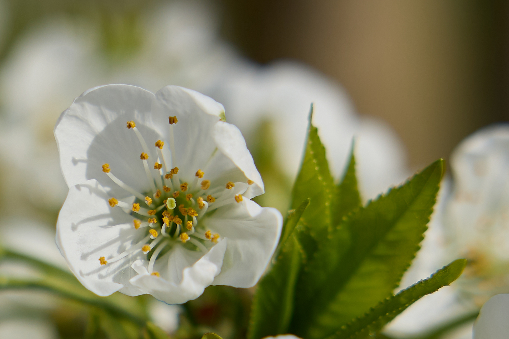 Blüte am Bodensee