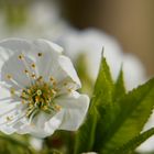 Blüte am Bodensee