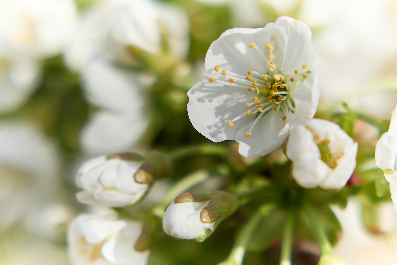 Blüte am Bodensee