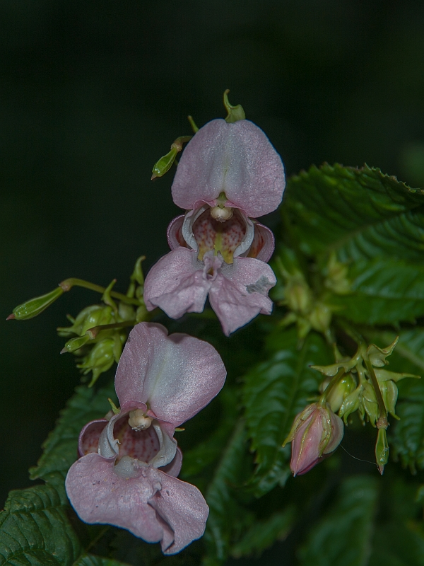 Blüte am Busch