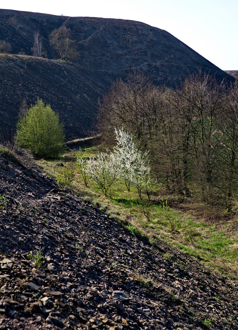 Blüte am Fuße der Kupferschiefer-Halden