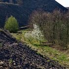 Blüte am Fuße der Kupferschiefer-Halden