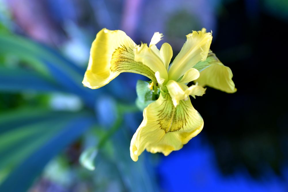 Blüte am Gartenteich