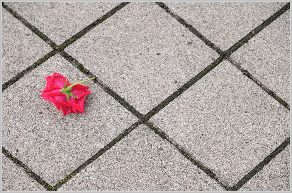 Blüte am Gehweg...