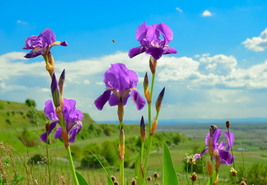 Blüte am Kaiserstuhl