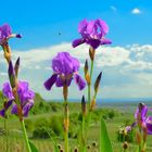 Blüte am Kaiserstuhl