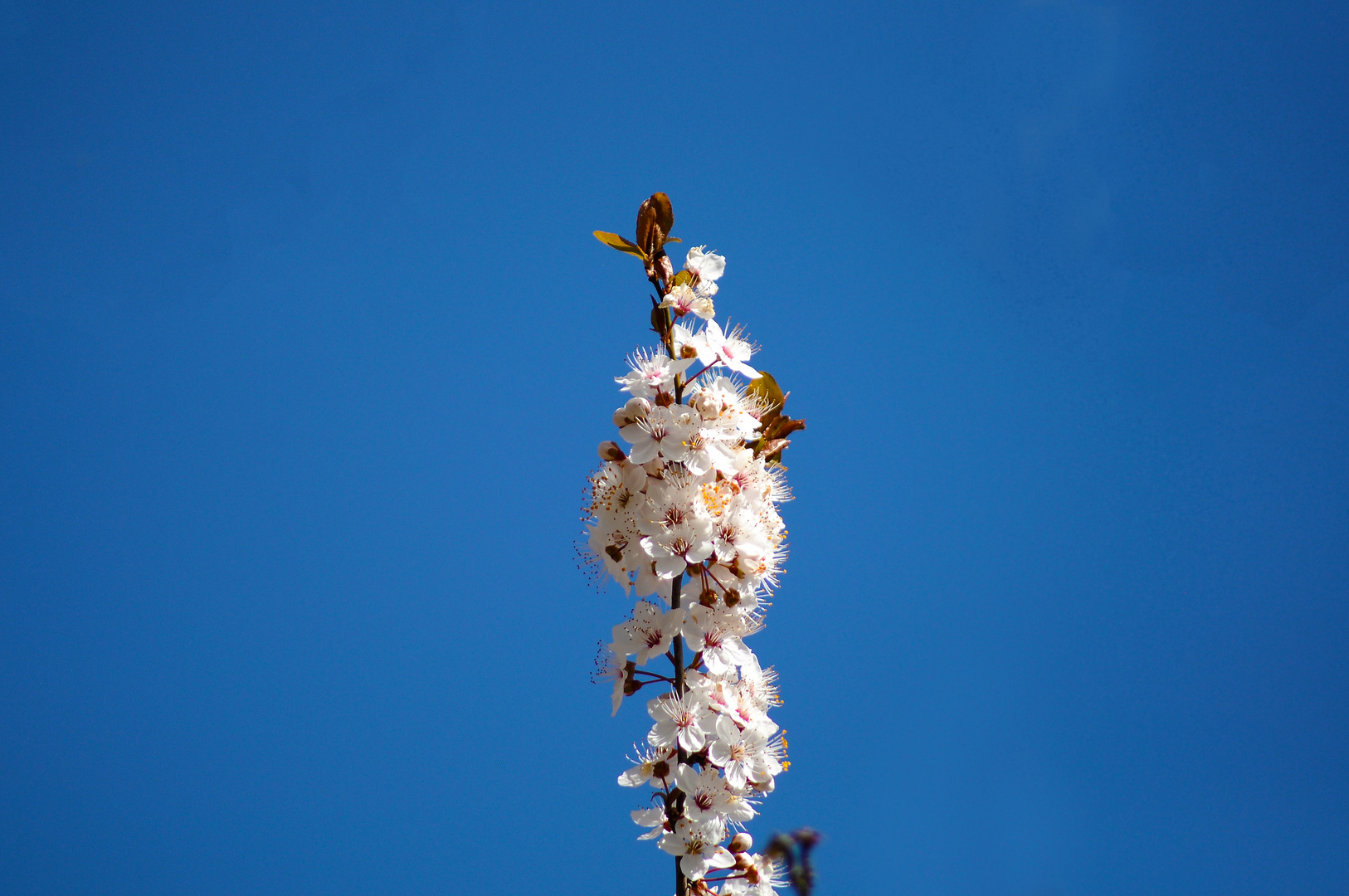 Blüte am Kaiserstuhl im Liliental