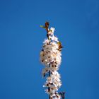 Blüte am Kaiserstuhl im Liliental