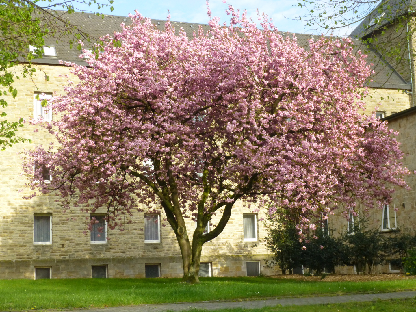 Blüte am Kloster Gerleve