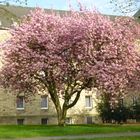 Blüte am Kloster Gerleve