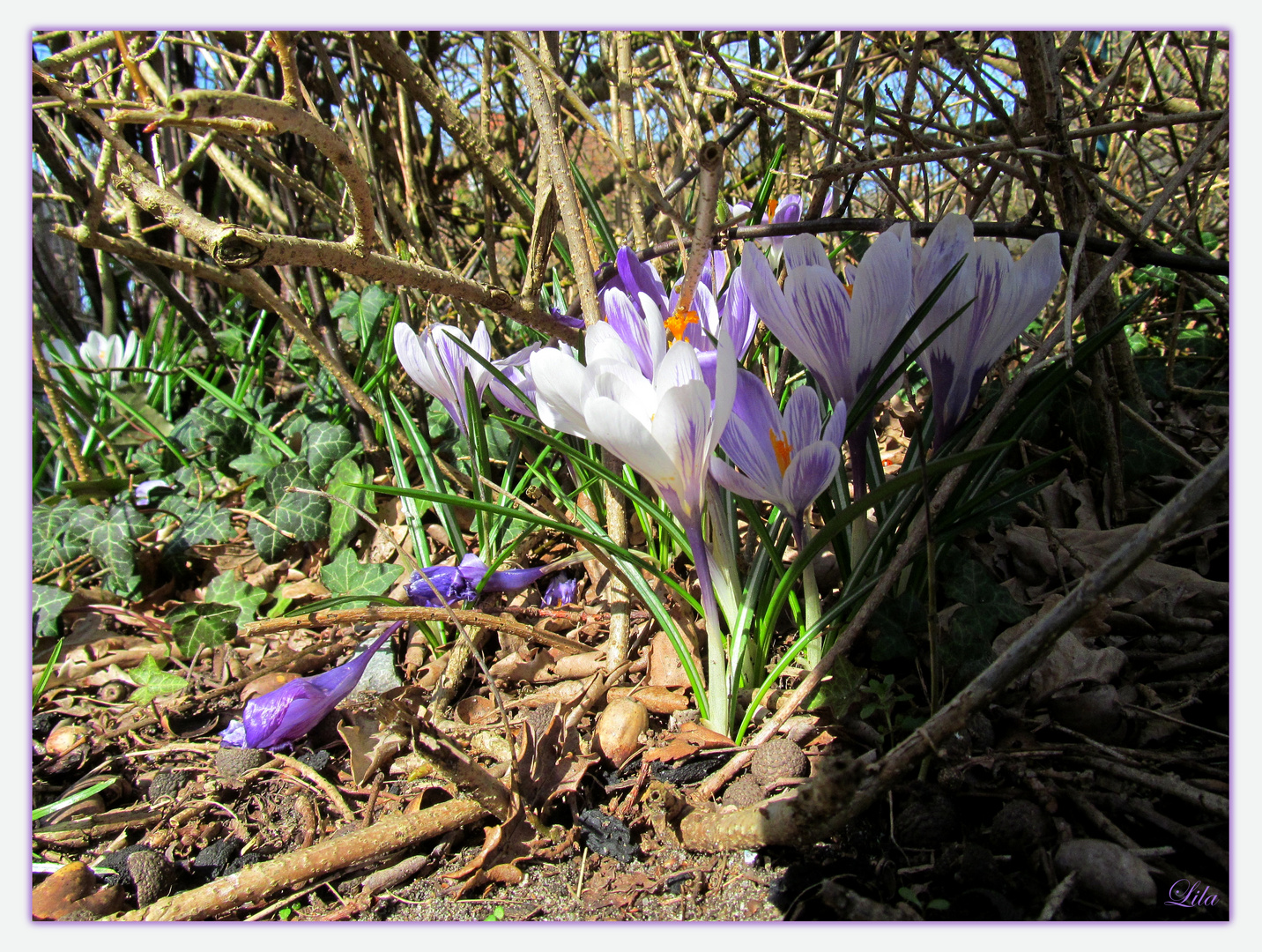 Blüte am Mittag ...