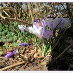 Blüte am Mittag ...