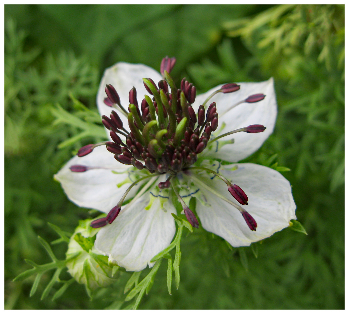 Blüte am Mittwoch 1