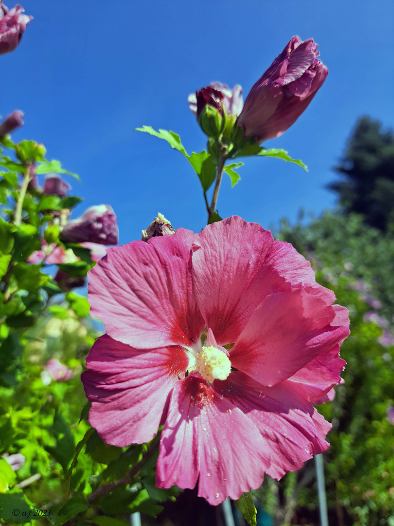 Blüte am Mittwoch