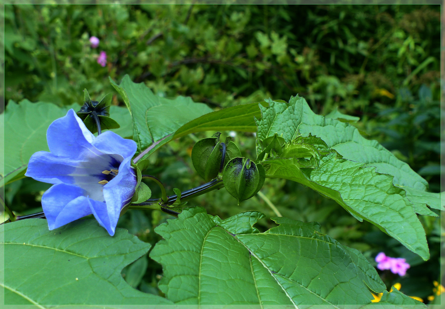 Blüte am Mittwoch