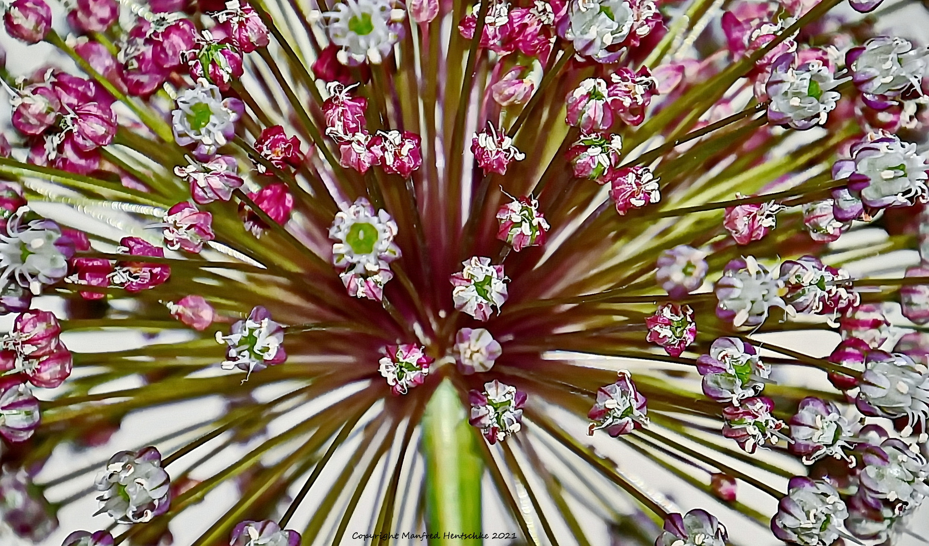 Blüte am Mittwoch