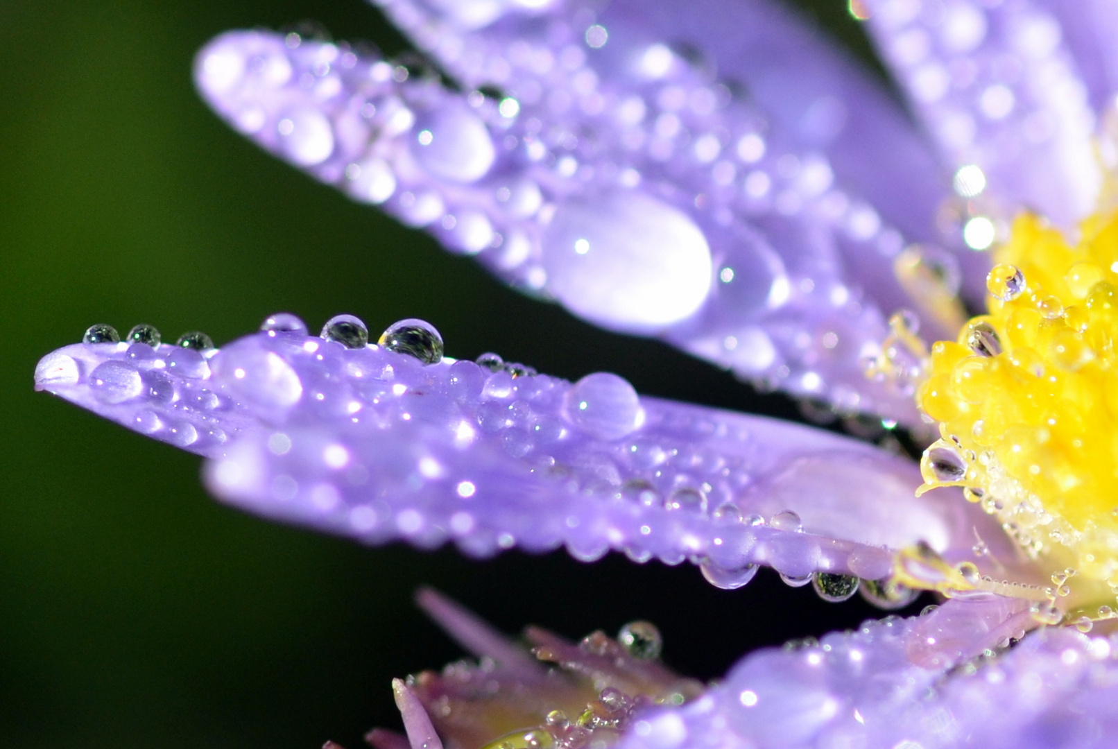 Blüte am Morgen