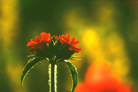 Blüte am Morgen