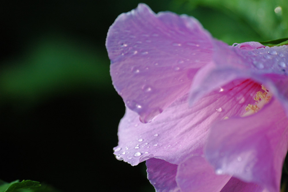 Blüte am morgen