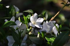 Blüte am Morgen