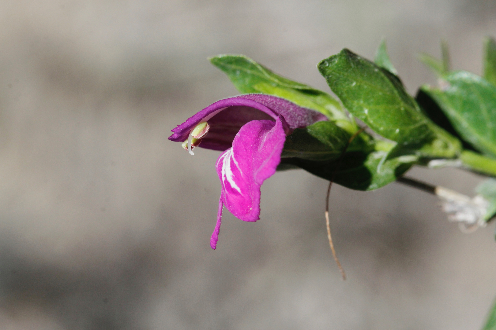 Blüte am Pfad