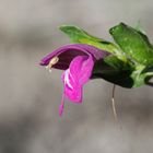 Blüte am Pfad