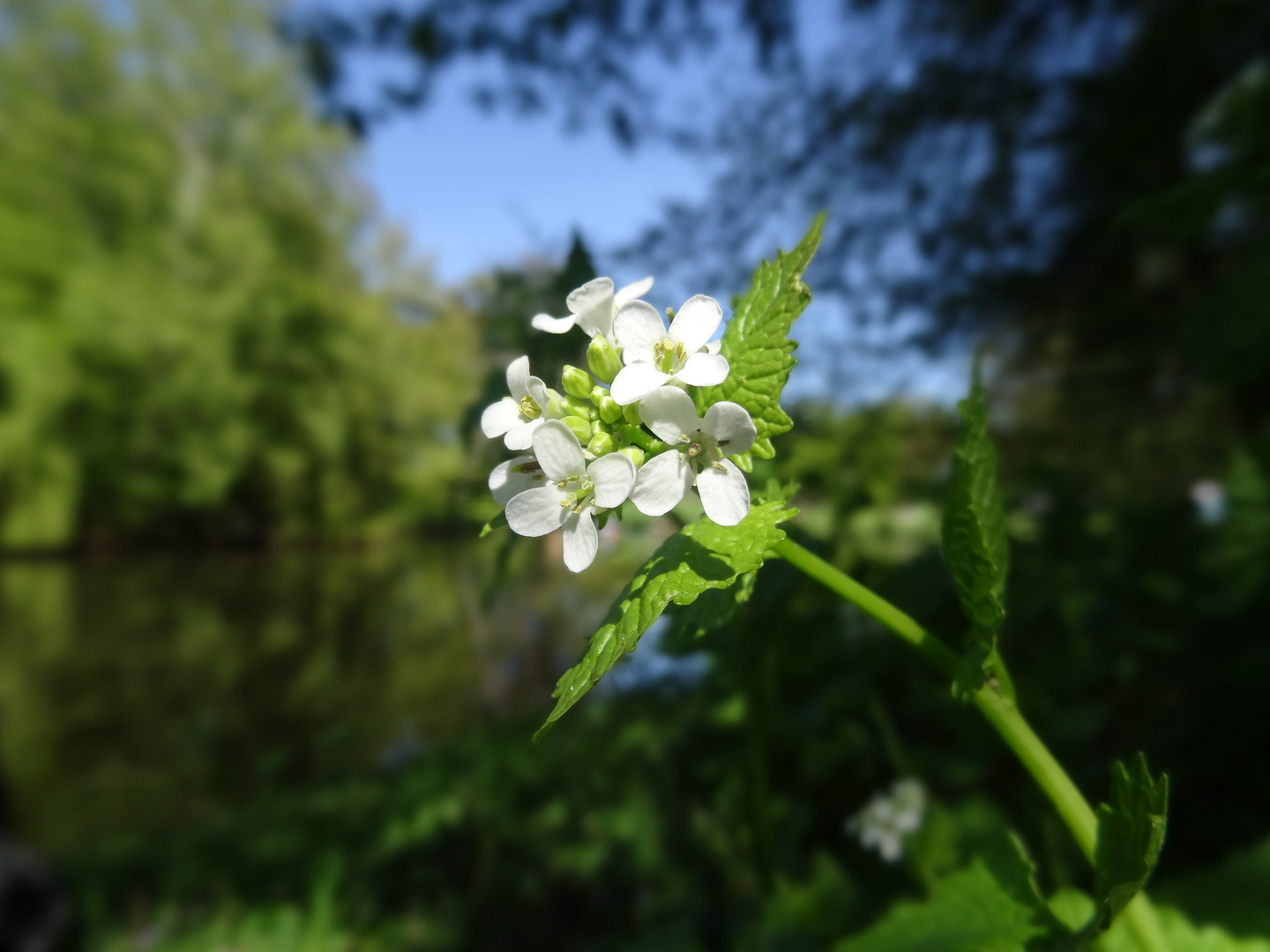 Blüte am See