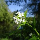 Blüte am See