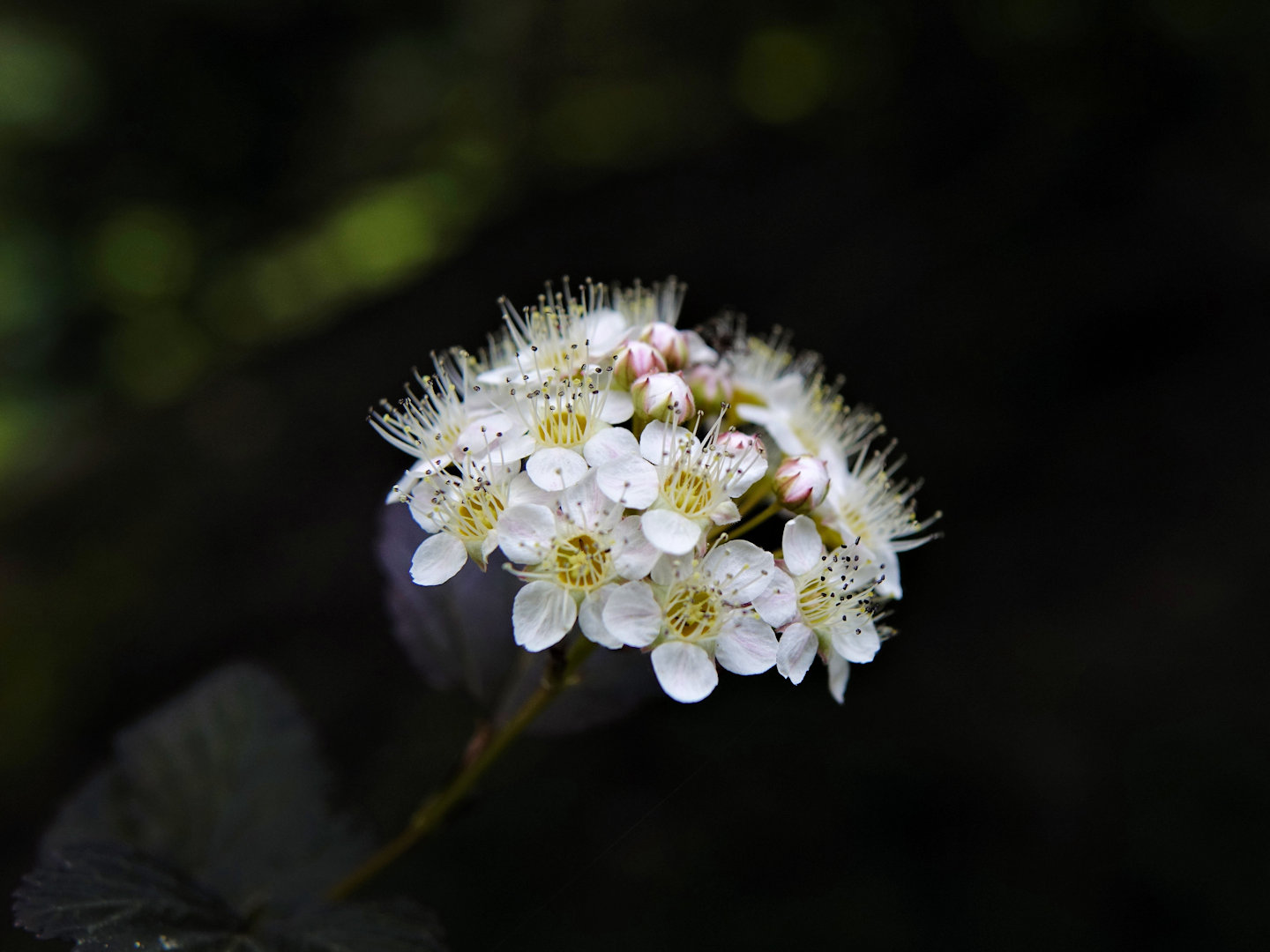 Blüte am Spierstrauch