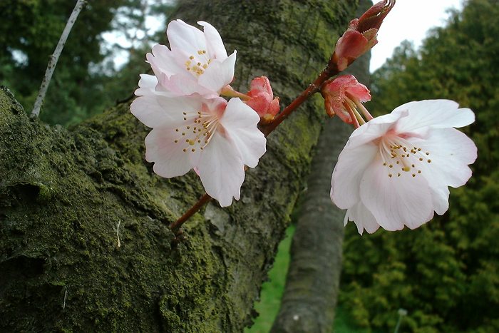 Blüte am Stamm - Triologie 1/3