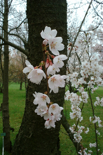 Blüte am Stamm Triologie 2/3