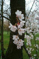 Blüte am Stamm Triologie 2/3