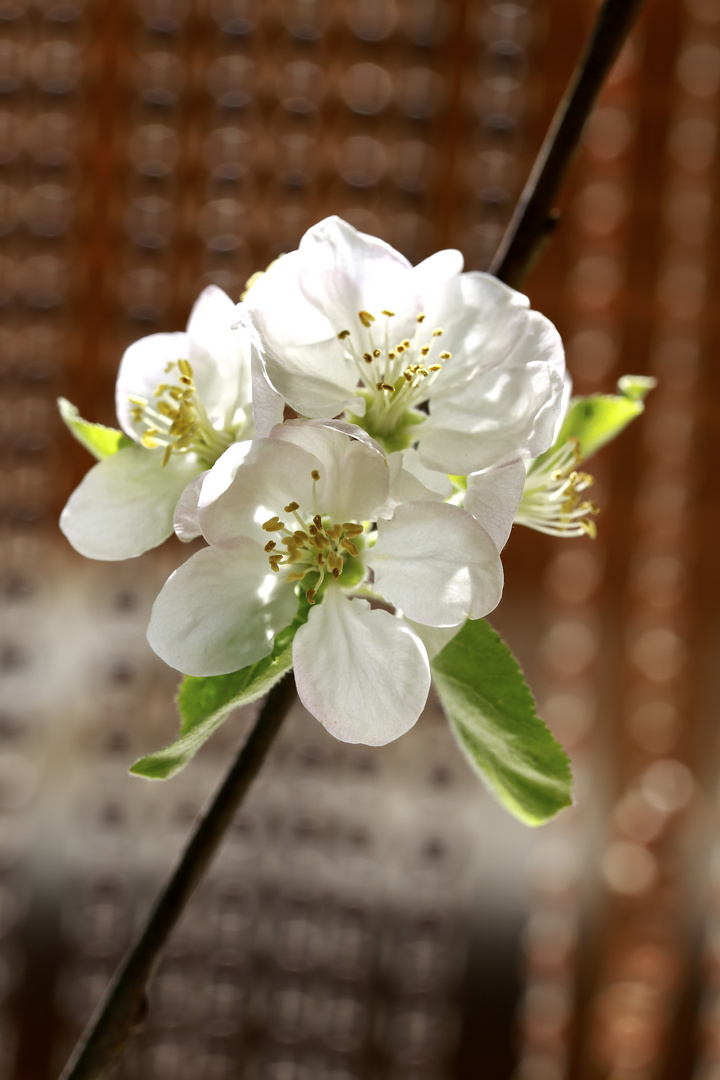 Blüte am Stiel