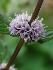 Blüte am Stiel