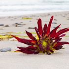 Blüte am Strand