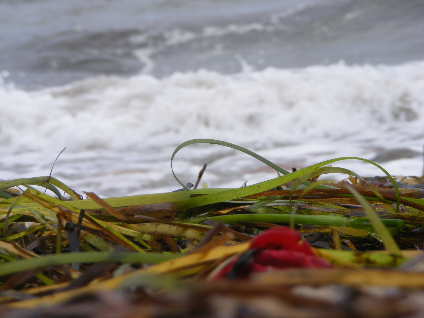 Blüte am Strand