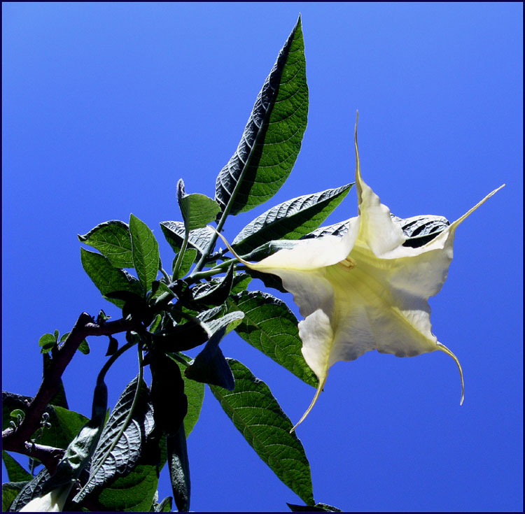 Blüte am Strauch vor Sommerhimmel