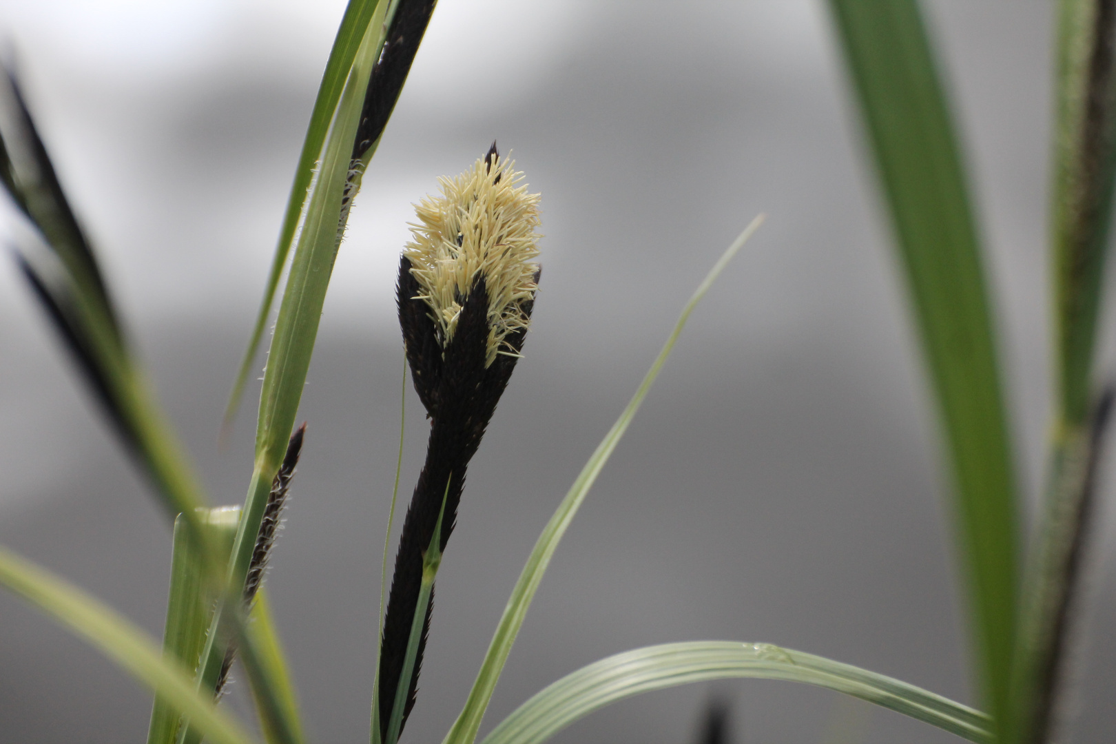 Blüte am Teich