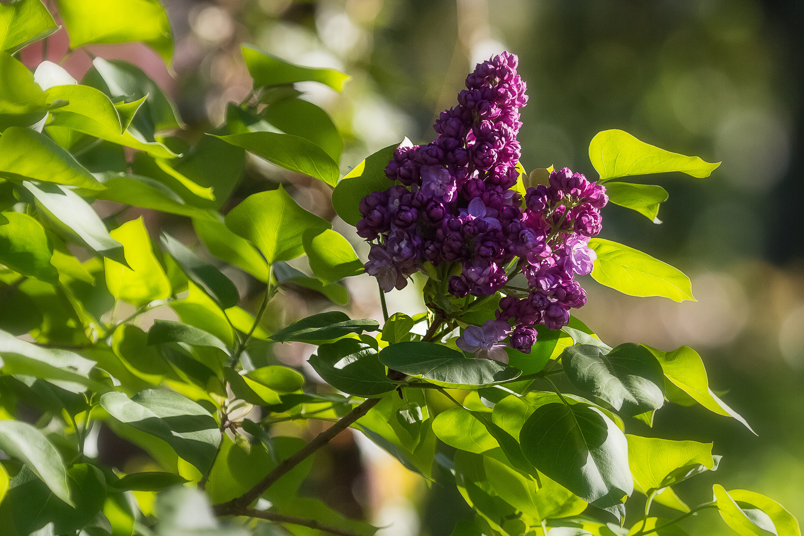 Blüte am Teich