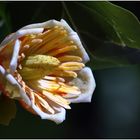 Blüte am Tulpenbaum