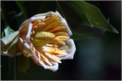 Blüte am Tulpenbaum