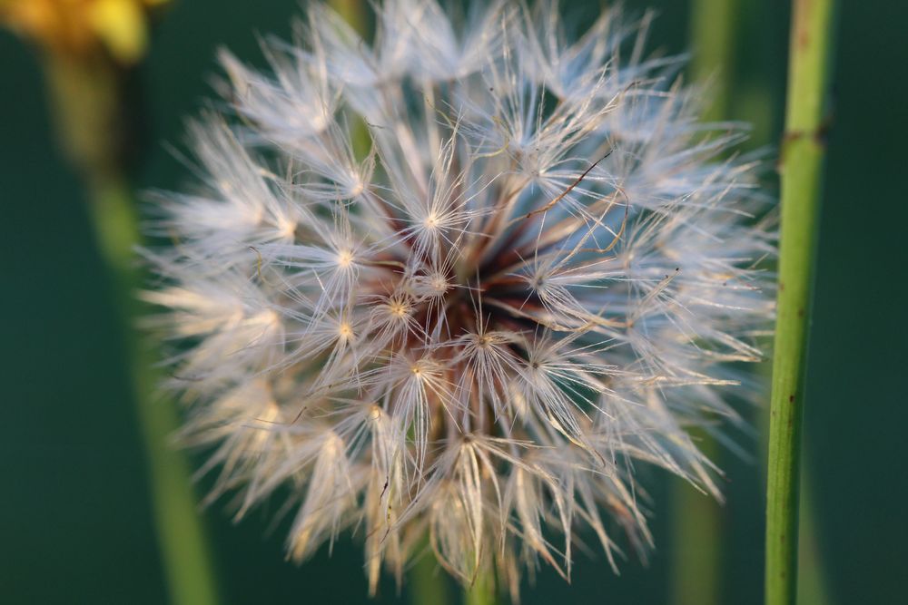 Blüte am verblühen