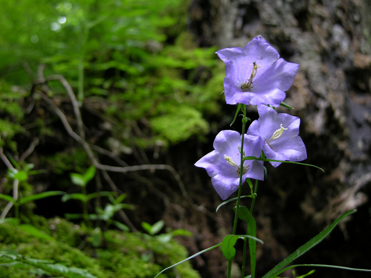 Blüte am Wanderweg