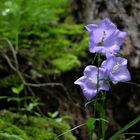 Blüte am Wanderweg