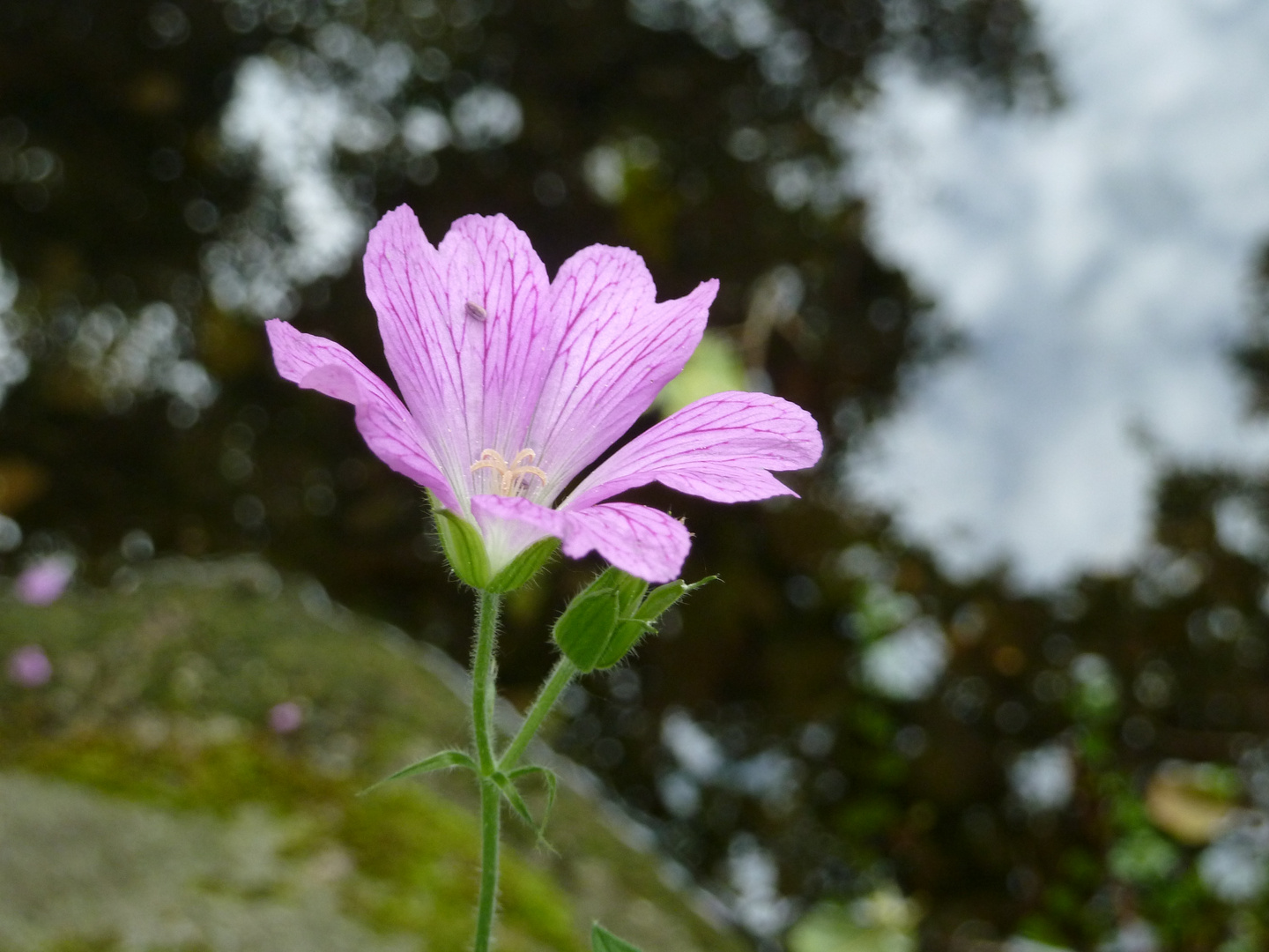 Blüte am Wasser