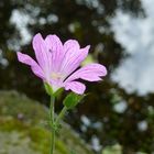 Blüte am Wasser